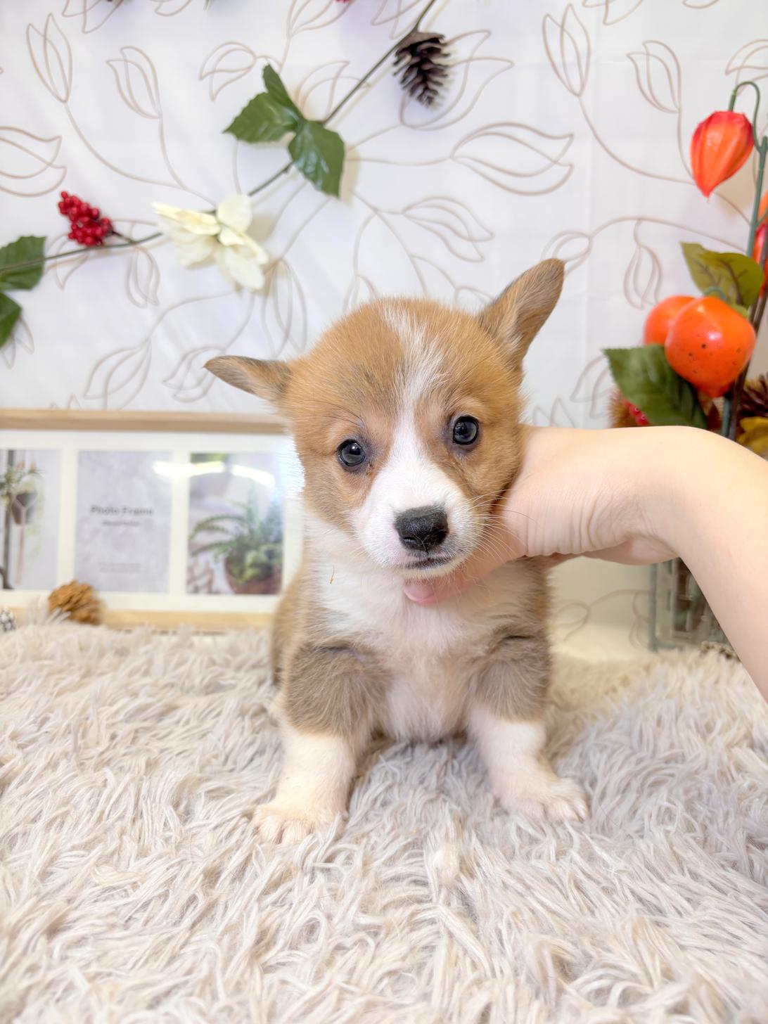 北海道のウェルシュコーギーペンブローク (ラブワンコ平岸店/2025年8月17日生まれ/女の子/レッドホワイト)の子犬