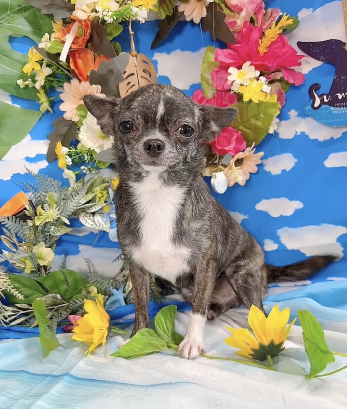 千葉県のポメチワ/チワポメ/ポメチー(ポメラニアン×チワワ) (Breeder & Petsalon MAU/2024年8月15日生まれ/女の子/ブリンドル)の子犬の2枚目の画像