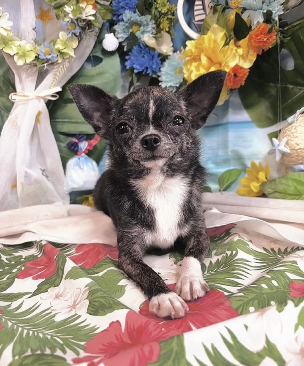 千葉県のポメチワ/チワポメ/ポメチー(ポメラニアン×チワワ) (Breeder & Petsalon MAU/2024年8月15日生まれ/女の子/ブリンドル)の子犬の3枚目の画像