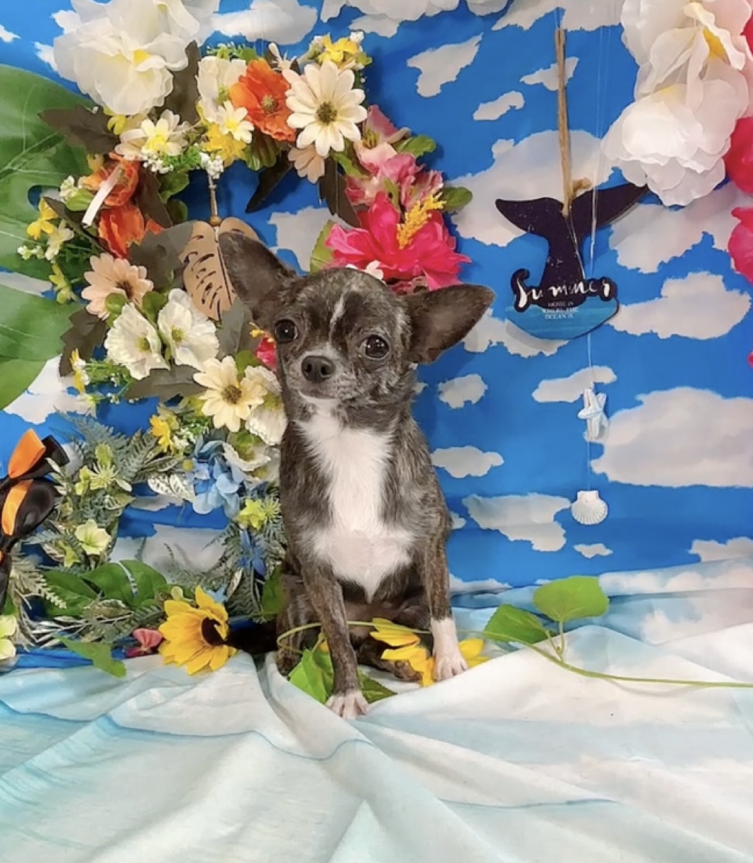 千葉県のポメチワ/チワポメ/ポメチー(ポメラニアン×チワワ) (Breeder & Petsalon MAU/2024年8月15日生まれ/女の子/ブリンドル)の子犬の3枚目の画像