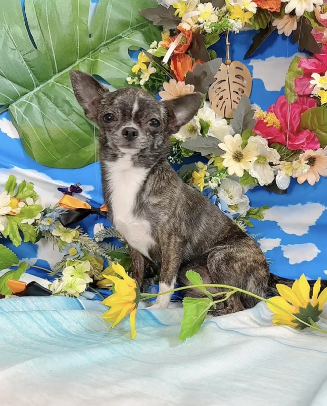 千葉県のポメチワ/チワポメ/ポメチー(ポメラニアン×チワワ) (Breeder & Petsalon MAU/2024年8月15日生まれ/女の子/ブリンドル)の子犬の4枚目の画像