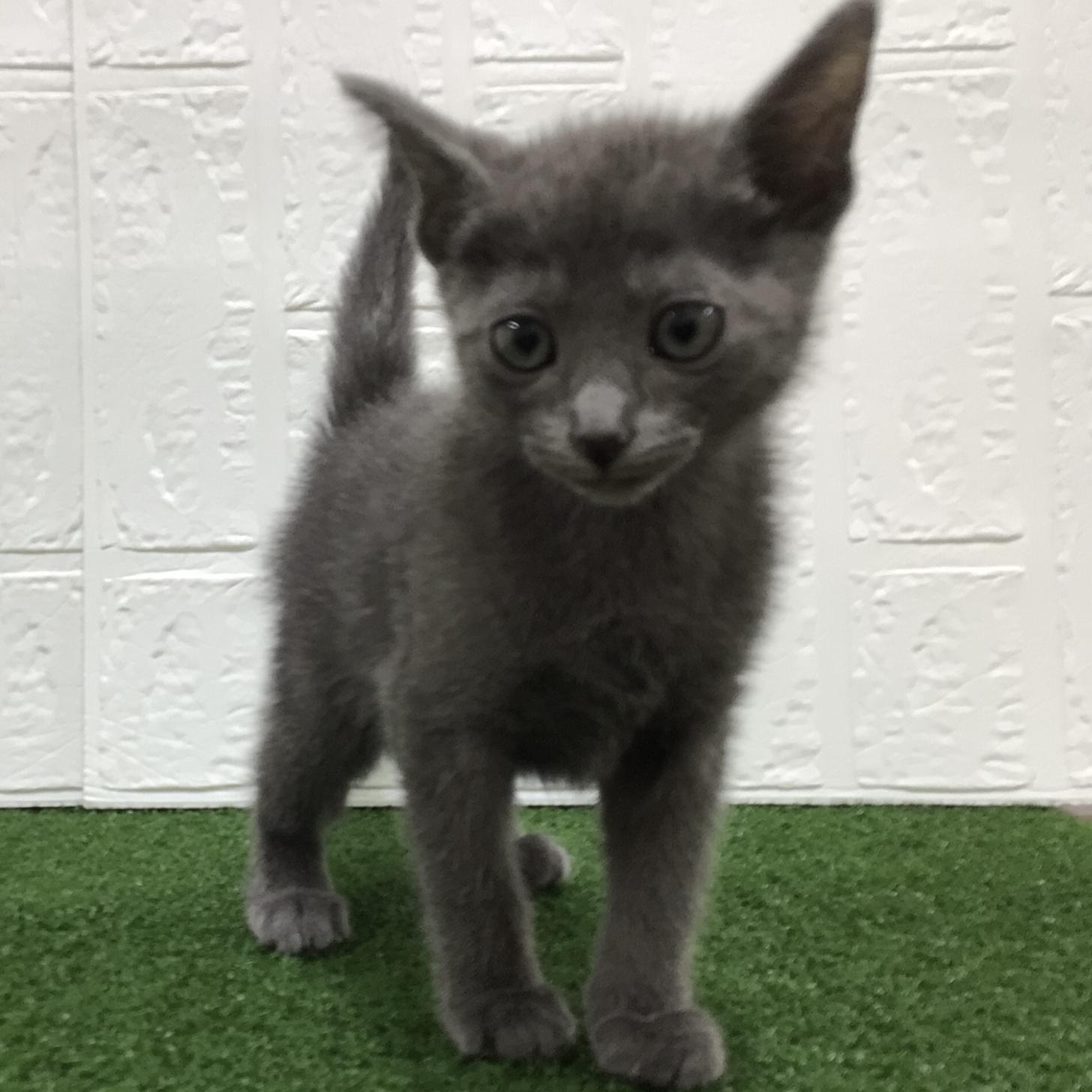 熊本県のロシアンブルー (ニコペットセレクト ドッグズホーム八代店/2025年8月31日生まれ/男の子/ブルー)の子猫