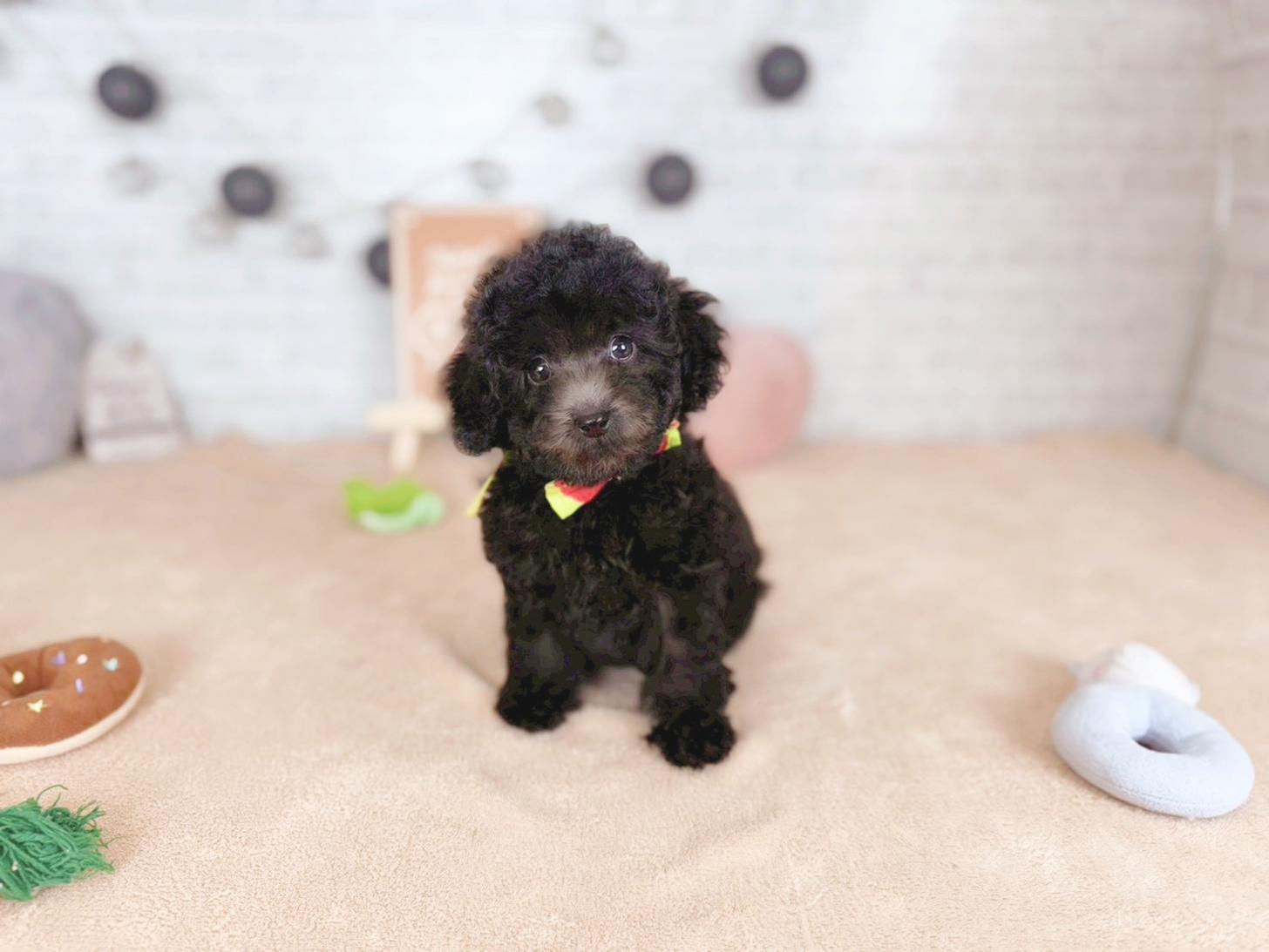 北海道のトイプードル(トイ) (ペットショップだんぼ/2025年11月15日生まれ/男の子/グレー)の子犬の1枚目の画像