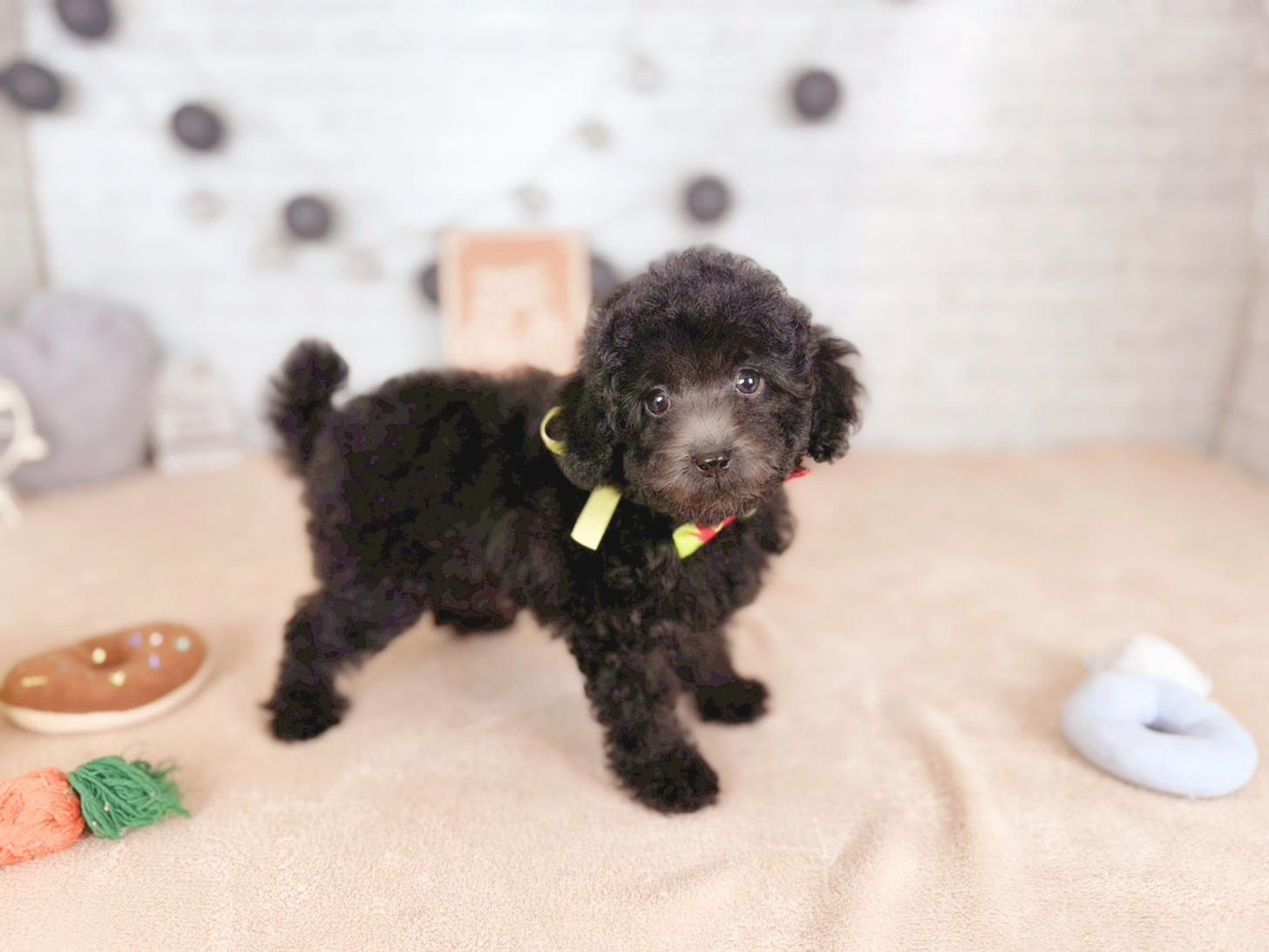 北海道のトイプードル(トイ) (ペットショップだんぼ/2025年11月15日生まれ/男の子/グレー)の子犬の2枚目の画像