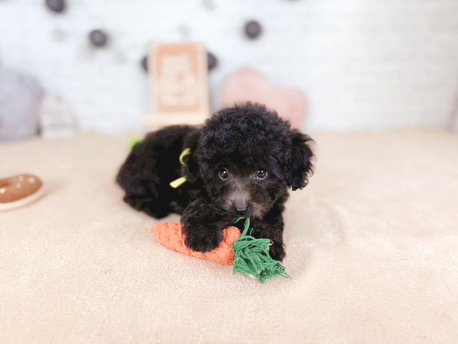 北海道のトイプードル(トイ) (ペットショップだんぼ/2025年11月15日生まれ/男の子/グレー)の子犬の3枚目の画像