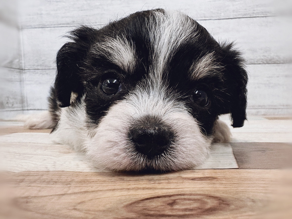 新潟県のミックス　ビジョンフリーゼ×チワワ (竹内ペット 新潟西店/2025年11月10日生まれ/男の子/ブラックタンホワイト)の子犬の1枚目の画像