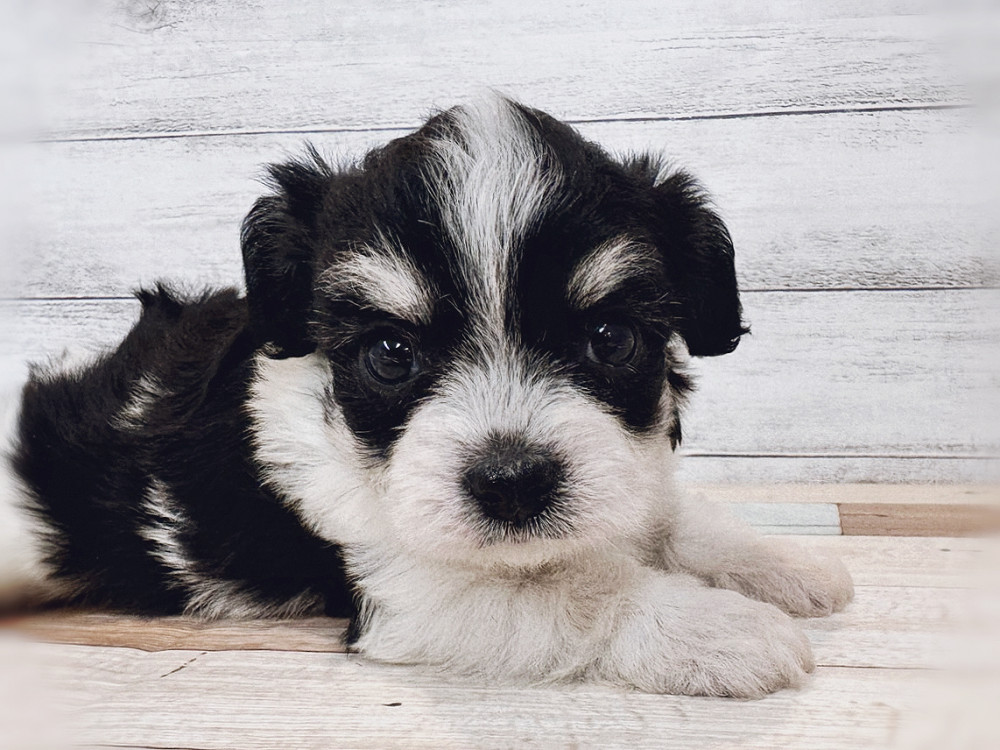 新潟県のミックス　ビジョンフリーゼ×チワワ (竹内ペット 新潟西店/2025年11月10日生まれ/男の子/ブラックタンホワイト)の子犬の4枚目の画像