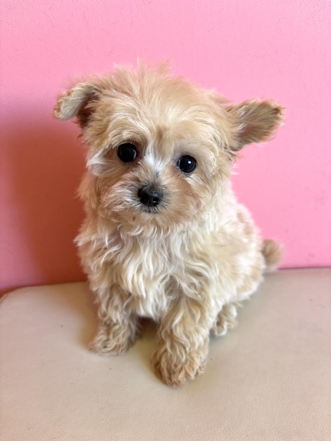 埼玉県のチワプー/プーチー(チワワ×プードル) (ペッツスマイル南中野店/2025年12月6日生まれ/男の子/その他色)の子犬の1枚目の画像