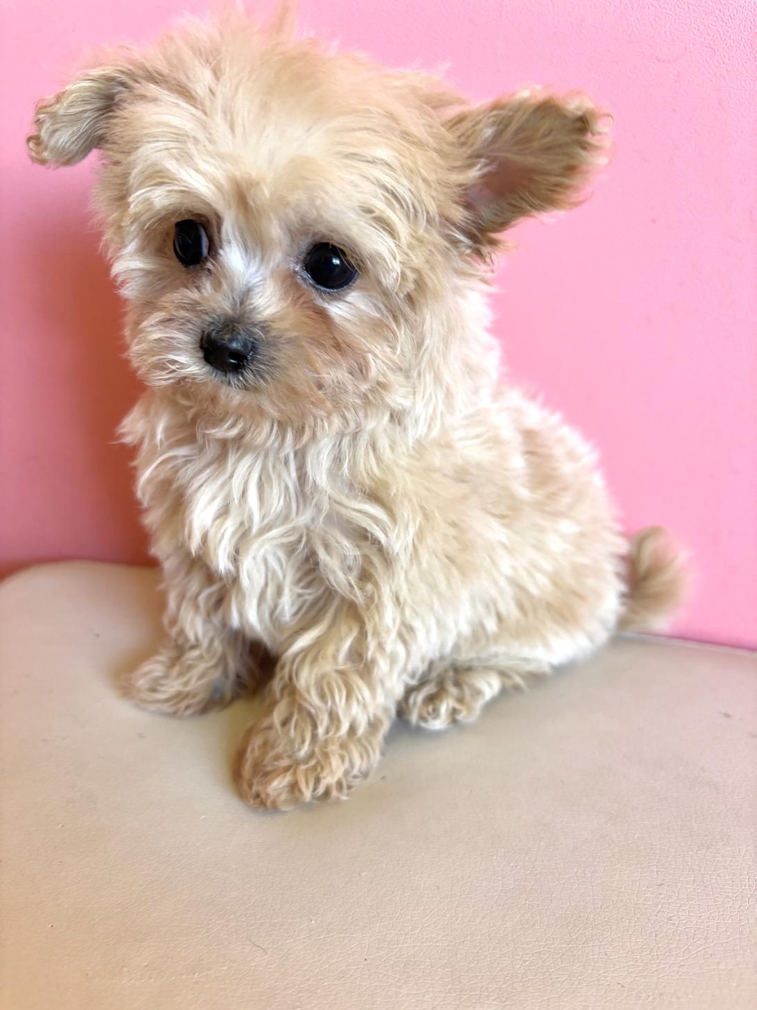 埼玉県のチワプー/プーチー(チワワ×プードル) (ペッツスマイル南中野店/2025年12月6日生まれ/男の子/その他色)の子犬の2枚目の画像