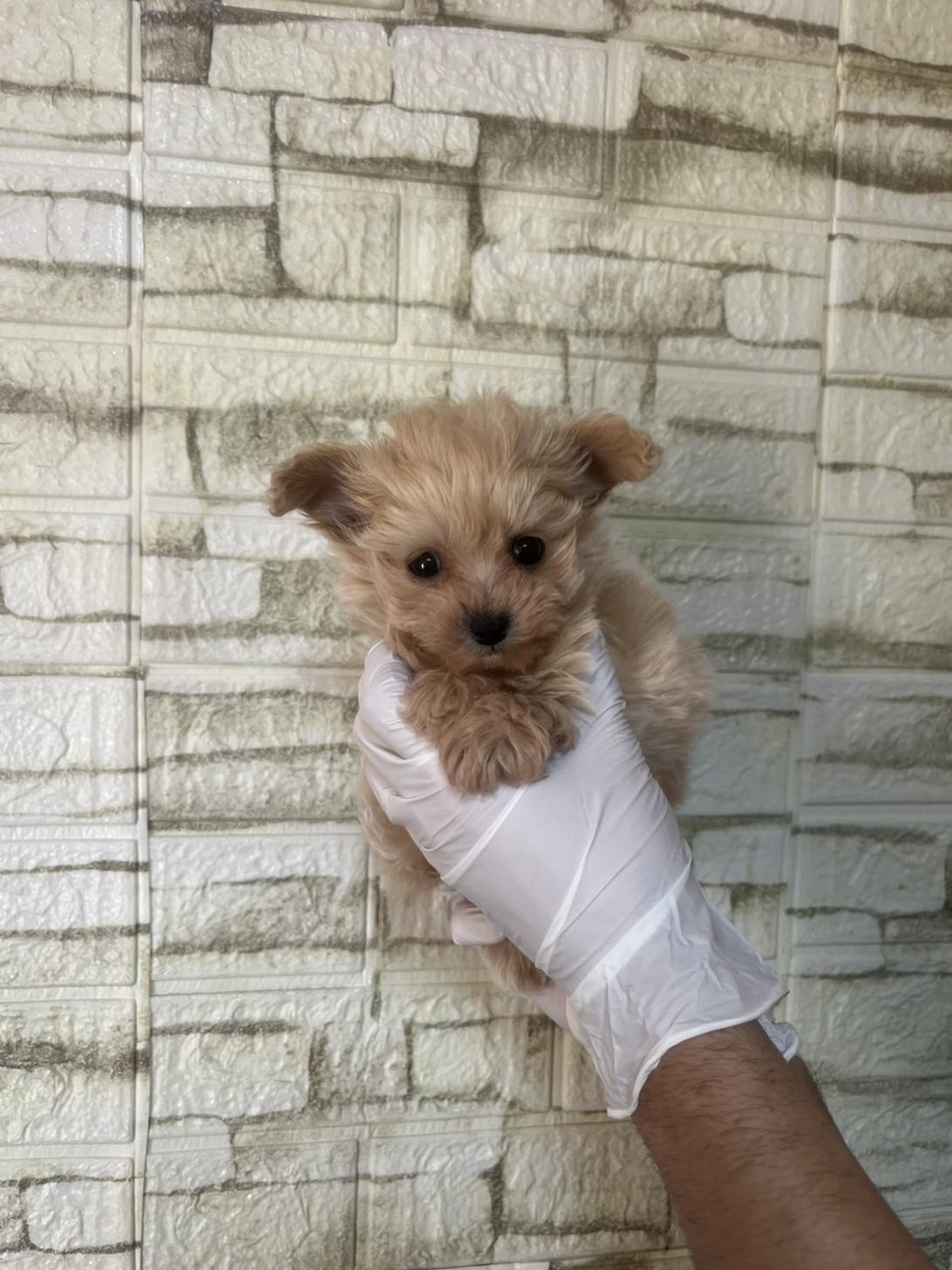 埼玉県のチワプー/プーチー(チワワ×プードル) (ペッツスマイル南中野店/2025年12月6日生まれ/男の子/その他色)の子犬の2枚目の画像