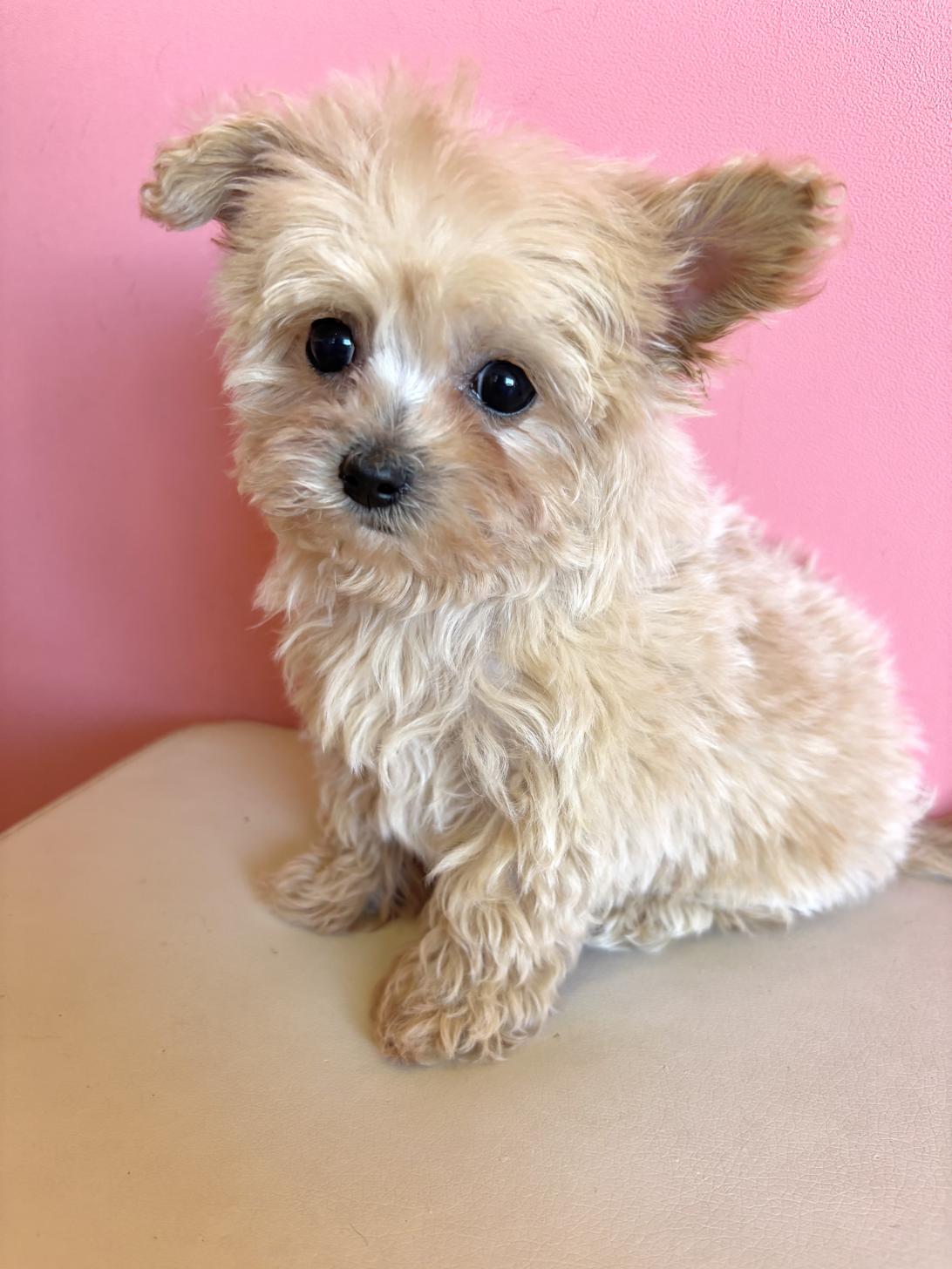 埼玉県のチワプー/プーチー(チワワ×プードル) (ペッツスマイル南中野店/2025年12月6日生まれ/男の子/その他色)の子犬の3枚目の画像