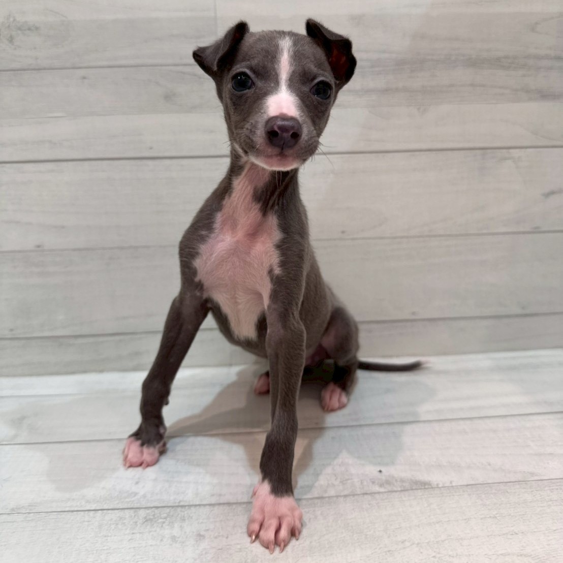 千葉県のイタリアングレーハウンド (ペピカあびこ店/2025年11月7日生まれ/男の子/ブルーホワイト)の子犬