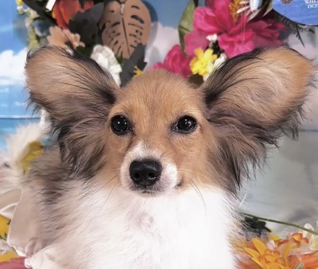 千葉県のパピヨン (Breeder & Petsalon MAU/2025年3月22日生まれ/男の子/ホワイトブラウン)の子犬