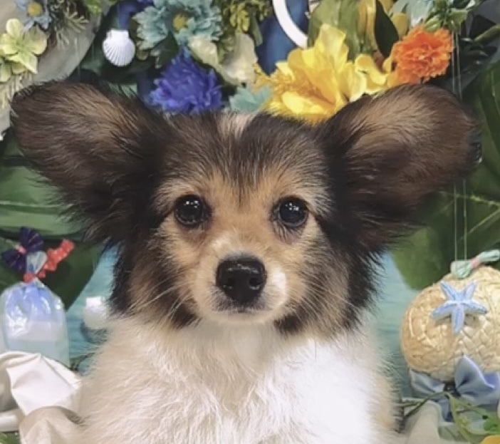 千葉県のパピヨン (Breeder & Petsalon MAU/2025年3月22日生まれ/男の子/ホワイトブラウン)の子犬