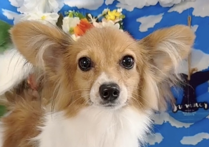 千葉県のパピヨン (Breeder & Petsalon MAU/2025年3月22日生まれ/男の子/ホワイトブラウン)の子犬の1枚目の画像