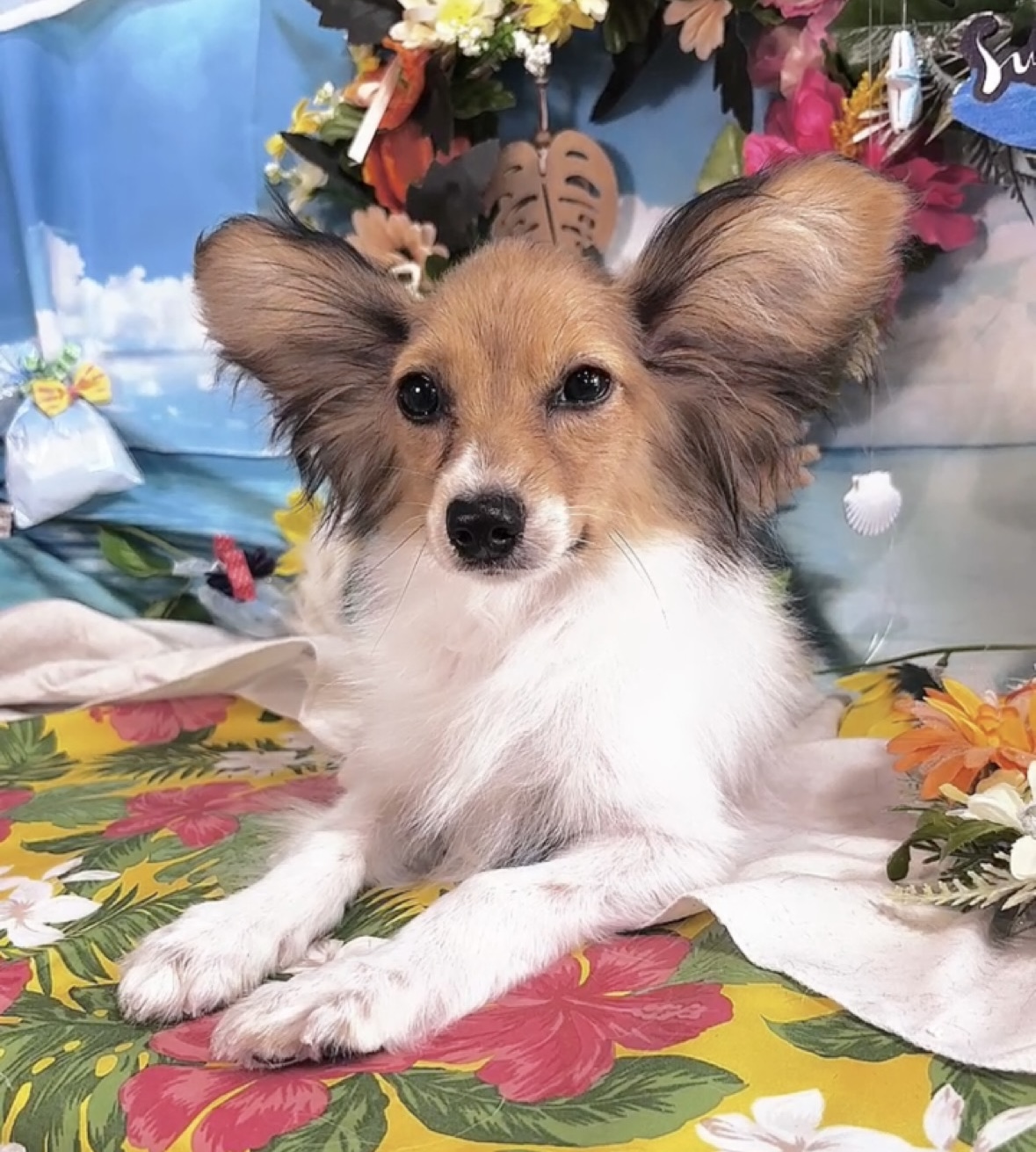 千葉県のパピヨン (Breeder & Petsalon MAU/2025年3月22日生まれ/男の子/ホワイトブラウン)の子犬の2枚目の画像