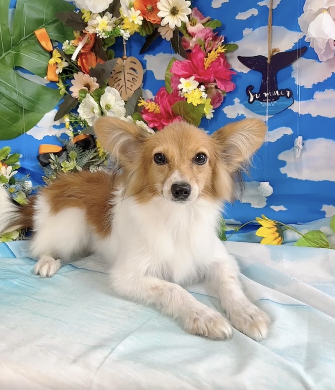 千葉県のパピヨン (Breeder & Petsalon MAU/2025年3月22日生まれ/男の子/ホワイトブラウン)の子犬の2枚目の画像