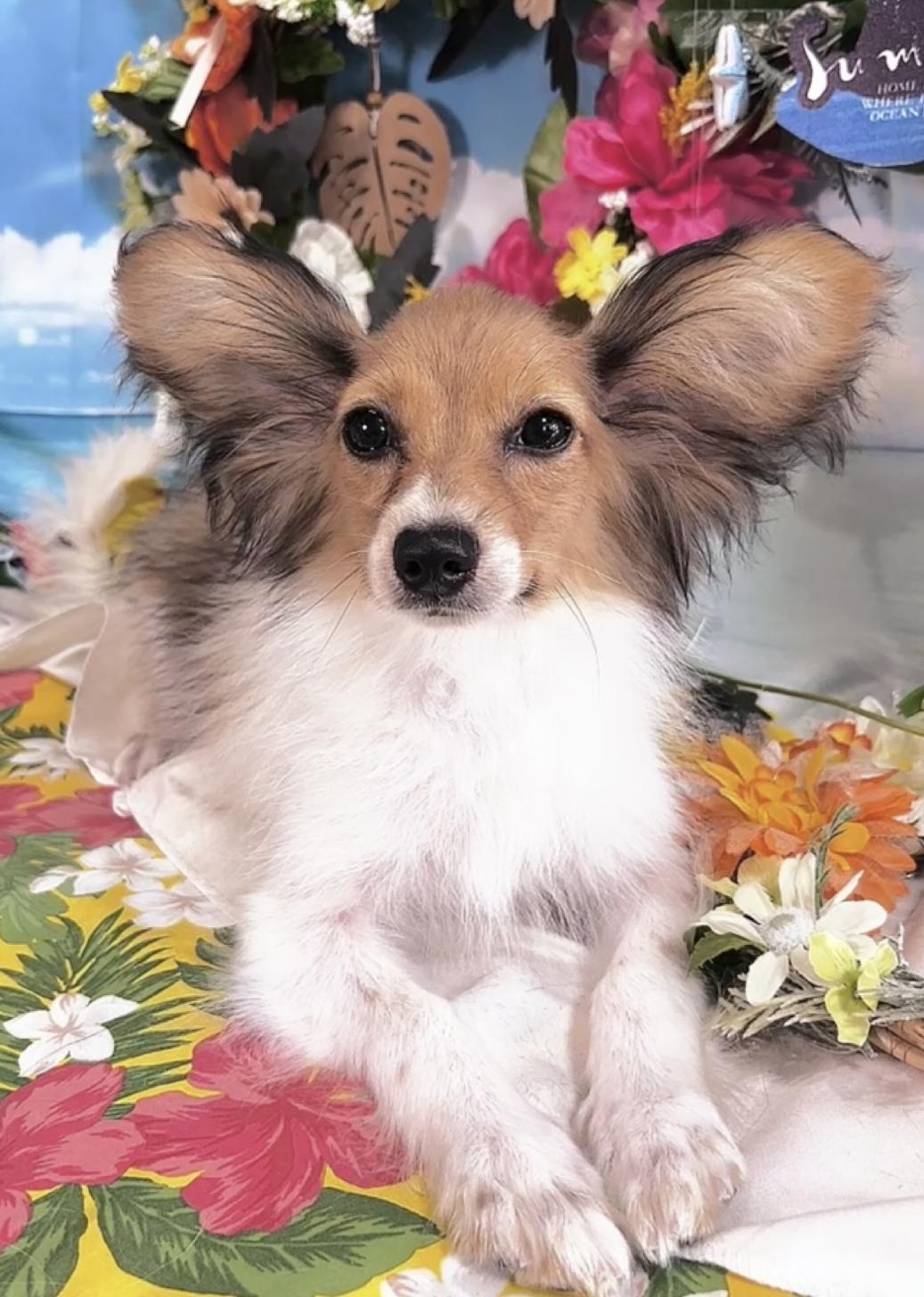 千葉県のパピヨン (Breeder & Petsalon MAU/2025年3月22日生まれ/男の子/ホワイトブラウン)の子犬の3枚目の画像
