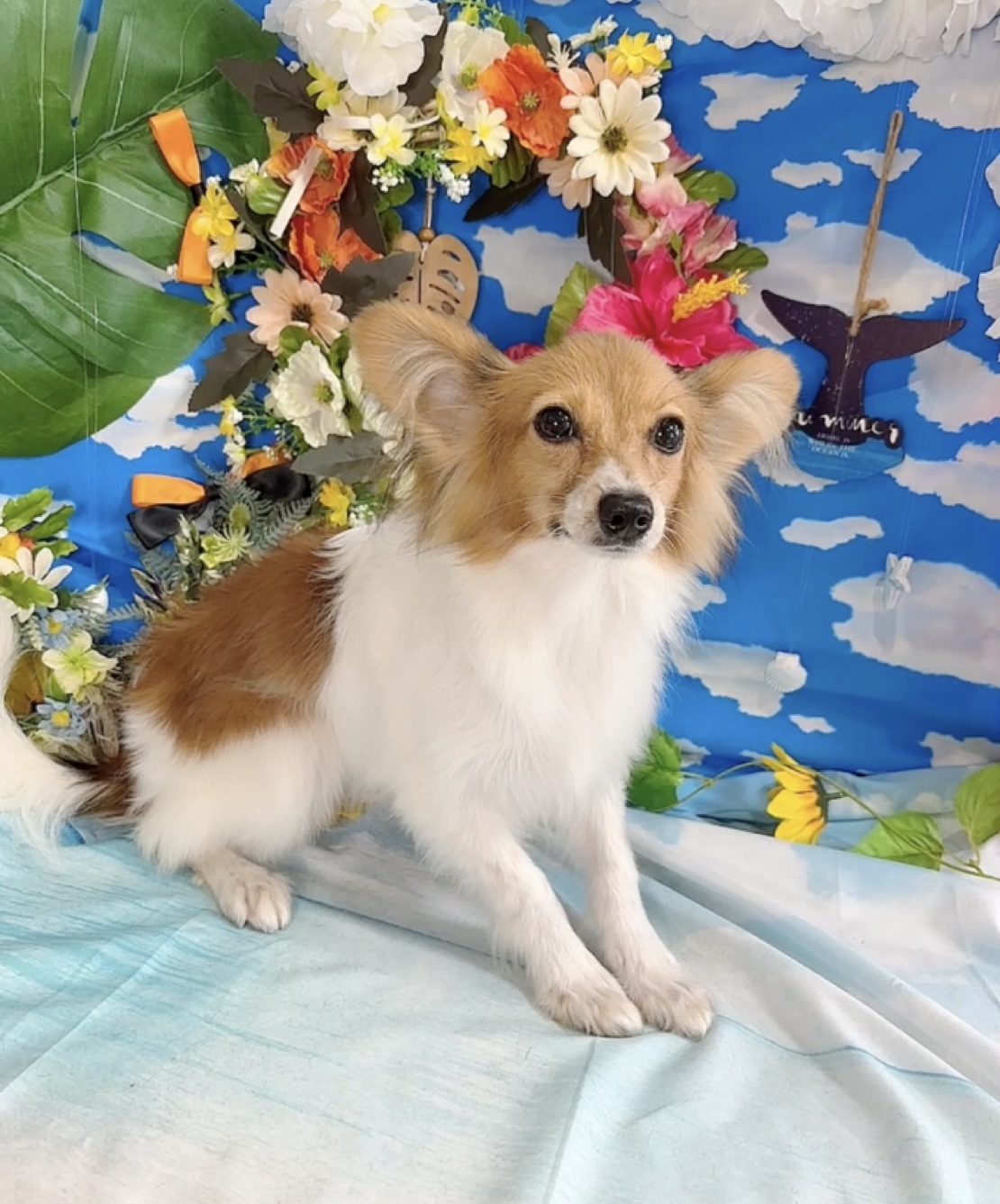 千葉県のパピヨン (Breeder & Petsalon MAU/2025年3月22日生まれ/男の子/ホワイトブラウン)の子犬の3枚目の画像