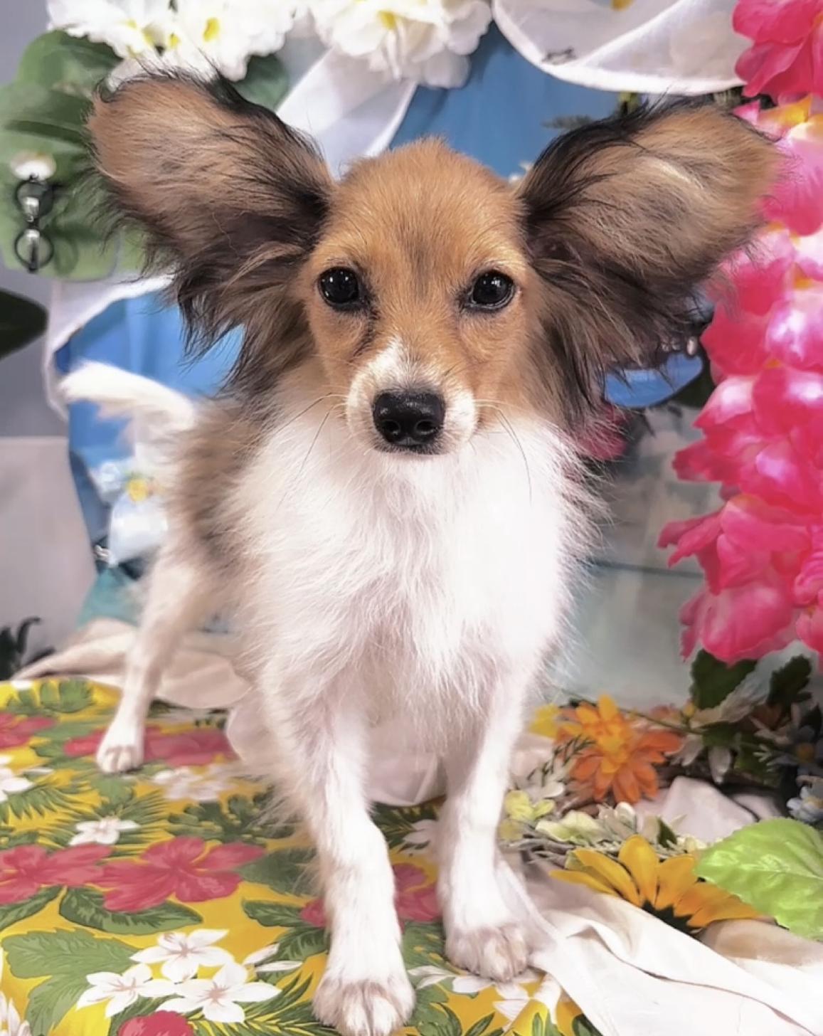 千葉県のパピヨン (Breeder & Petsalon MAU/2025年3月22日生まれ/男の子/ホワイトブラウン)の子犬の4枚目の画像