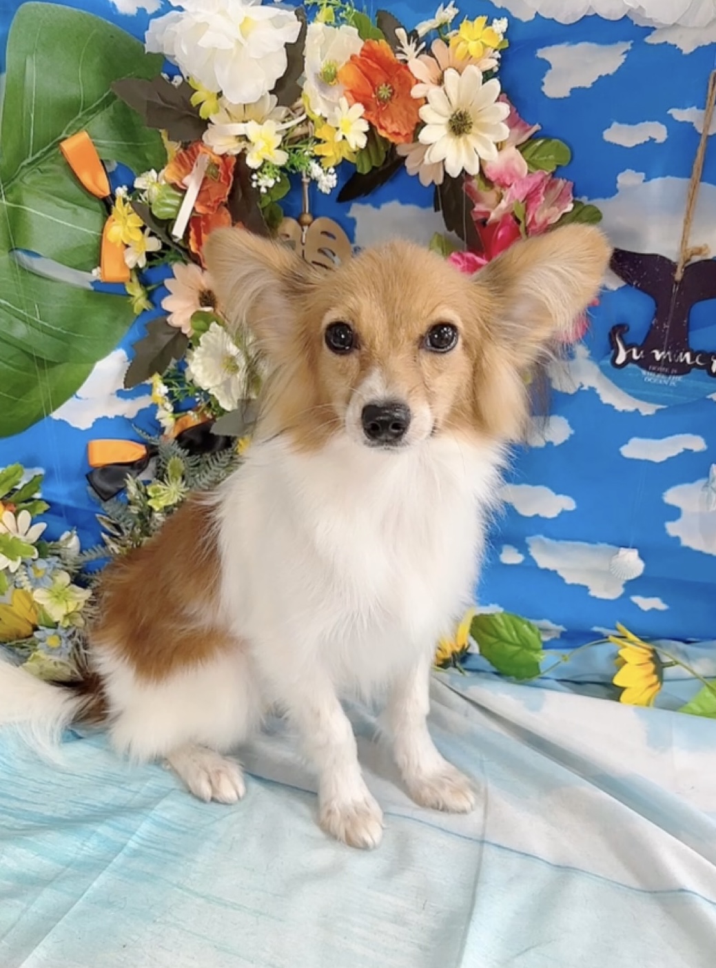 千葉県のパピヨン (Breeder & Petsalon MAU/2025年3月22日生まれ/男の子/ホワイトブラウン)の子犬の4枚目の画像