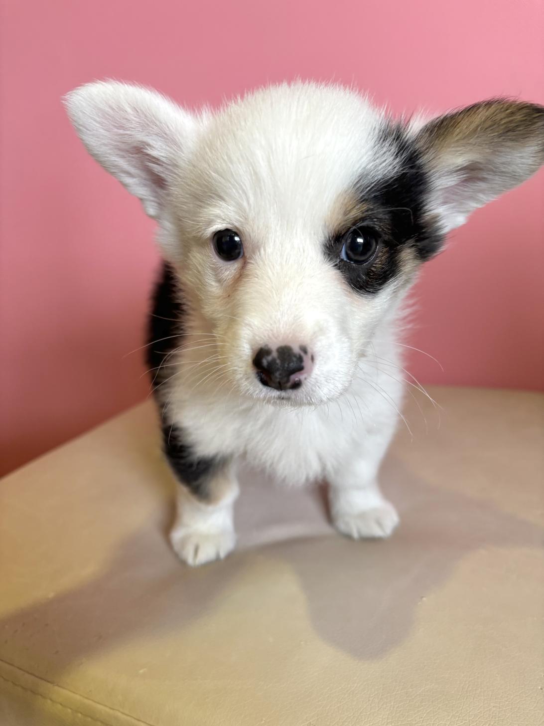 埼玉県のウェルシュコーギーペンブローク (ペッツスマイル南中野店/2025年11月24日生まれ/男の子/ブラックタンホワイト)の子犬の2枚目の画像