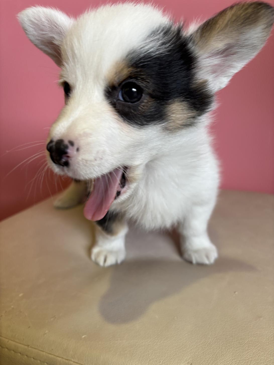 埼玉県のウェルシュコーギーペンブローク (ペッツスマイル南中野店/2025年11月24日生まれ/男の子/ブラックタンホワイト)の子犬の3枚目の画像
