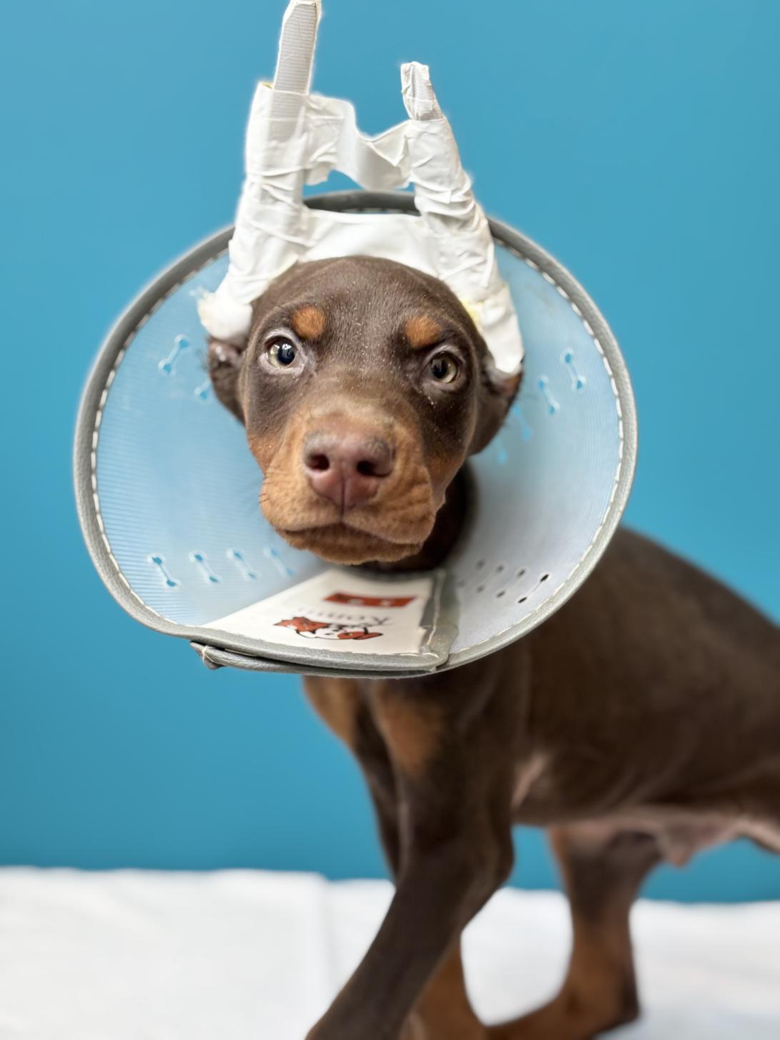 埼玉県のドーベルマン (ペッツスマイル加須インター店/2025年9月2日生まれ/男の子/チョコレートタン)の子犬の1枚目の画像