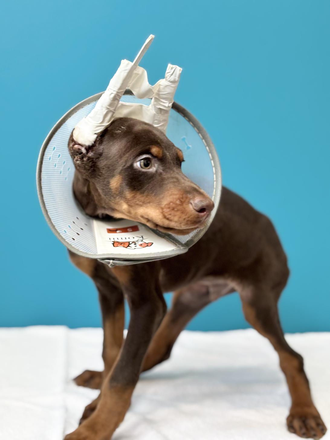 埼玉県のドーベルマン (ペッツスマイル加須インター店/2025年9月2日生まれ/男の子/チョコレートタン)の子犬の2枚目の画像