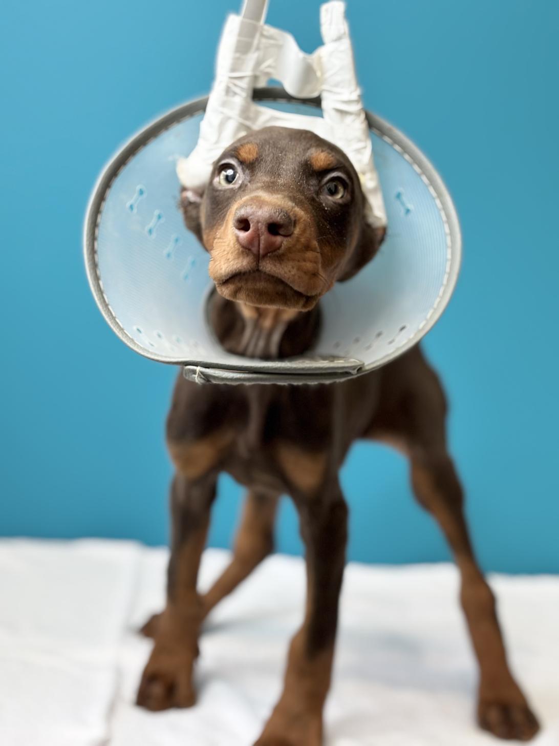 埼玉県のドーベルマン (ペッツスマイル加須インター店/2025年9月2日生まれ/男の子/チョコレートタン)の子犬の3枚目の画像