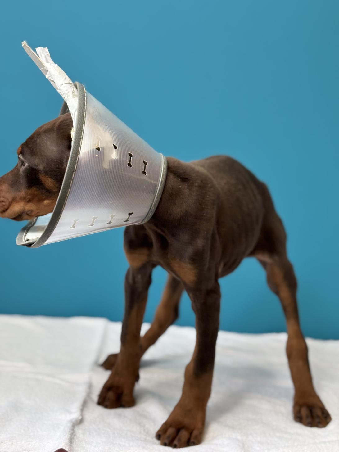 埼玉県のドーベルマン (ペッツスマイル加須インター店/2025年9月2日生まれ/男の子/チョコレートタン)の子犬の4枚目の画像