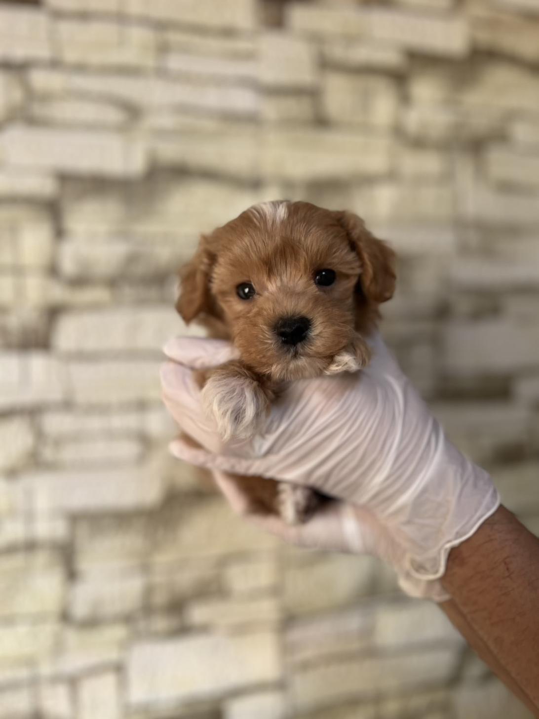 埼玉県のマルプー(マルチーズ×プードル) (ペッツスマイル加須インター店/2025年9月6日生まれ/男の子/アプリコット)の子犬の1枚目の画像