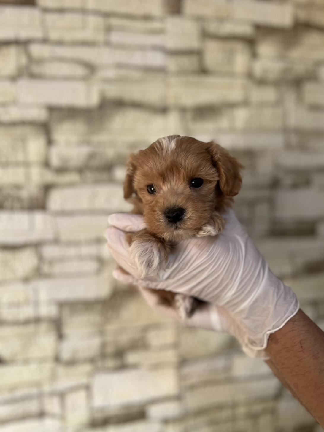 埼玉県のマルプー(マルチーズ×プードル) (ペッツスマイル加須インター店/2025年9月6日生まれ/男の子/アプリコット)の子犬の2枚目の画像