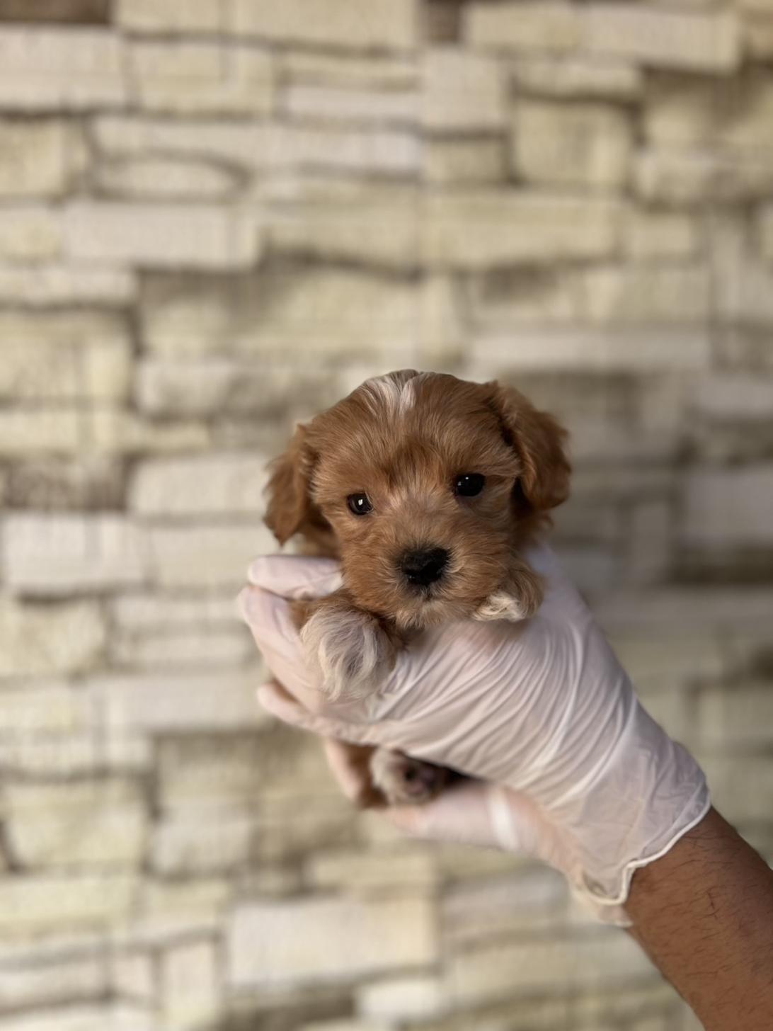 埼玉県のマルプー(マルチーズ×プードル) (ペッツスマイル加須インター店/2025年9月6日生まれ/男の子/アプリコット)の子犬の3枚目の画像