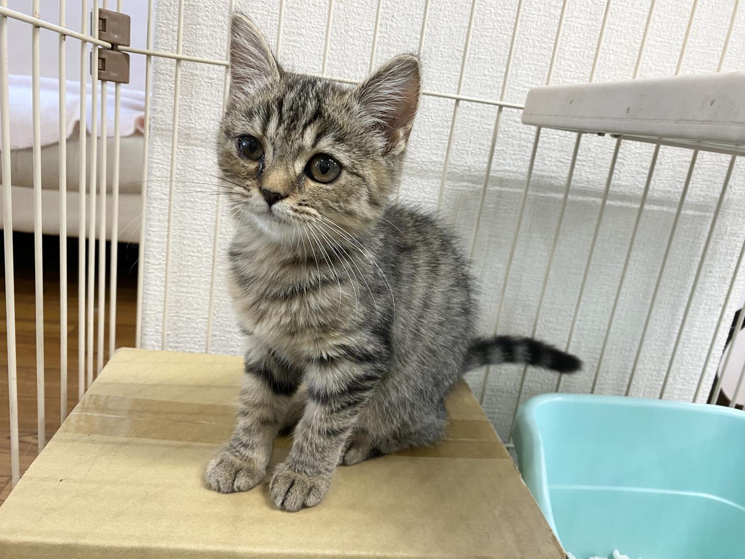 熊本県のマンチカン (スタードッグス新熊本店/2024年7月10日生まれ/女の子/ブラウンタビー)の子猫