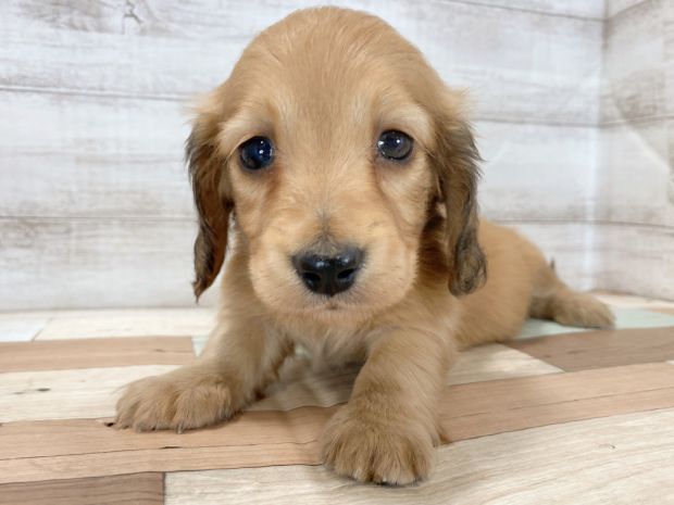 新潟県のミニチュアダックスフンド(ロング) (竹内ペット 新津本店/2026年2月1日生まれ/女の子/レッド)の子犬