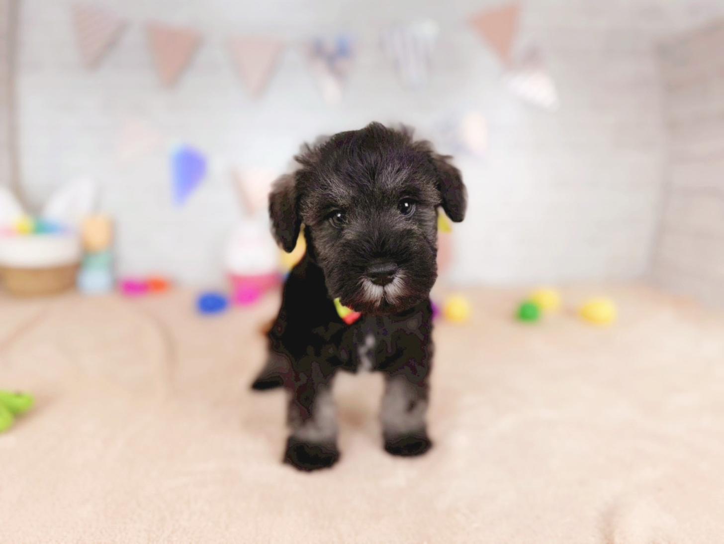 北海道のミニチュアシュナウザー (ペットショップだんぼ/2025年12月20日生まれ/男の子/ソルトペッパー)の子犬の1枚目の画像