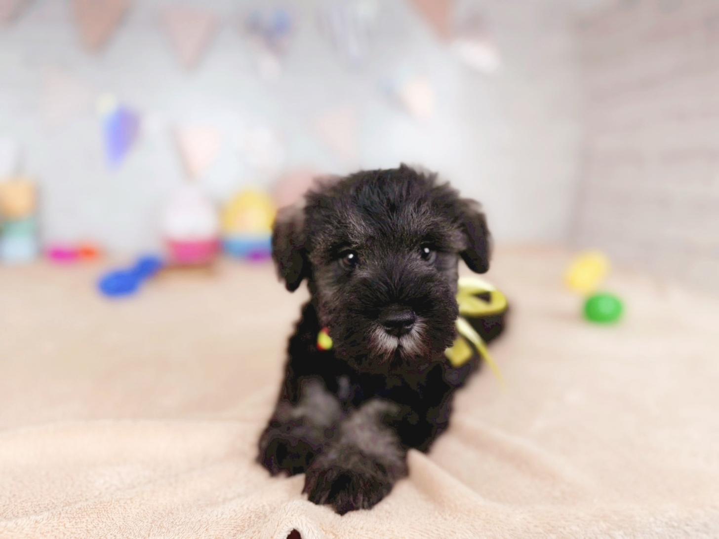 北海道のミニチュアシュナウザー (ペットショップだんぼ/2025年12月20日生まれ/男の子/ソルトペッパー)の子犬の2枚目の画像