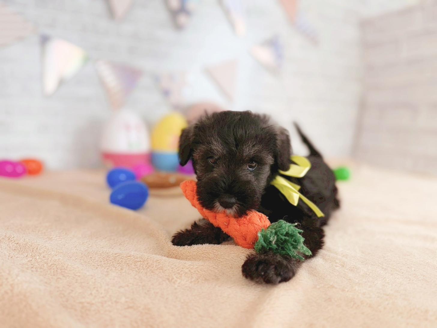 北海道のミニチュアシュナウザー (ペットショップだんぼ/2025年12月20日生まれ/男の子/ソルトペッパー)の子犬の3枚目の画像