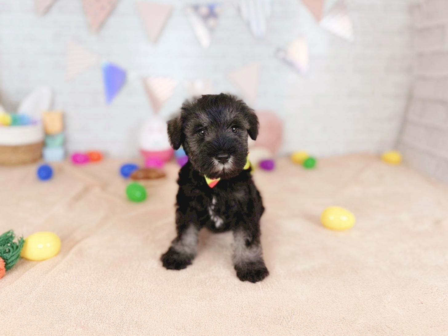 北海道のミニチュアシュナウザー (ペットショップだんぼ/2025年12月20日生まれ/男の子/ソルトペッパー)の子犬の4枚目の画像