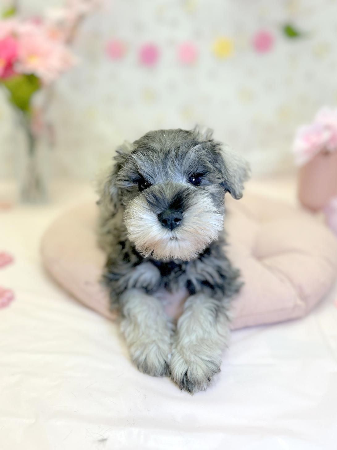 北海道のミニチュアシュナウザー (ラブワンコ平岸店/2026年2月1日生まれ/男の子/ソルトペッパー)の子犬