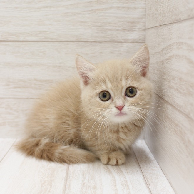 千葉県のマンチカン (ペピカファミリー松戸店/2025年12月13日生まれ/男の子/クリームタビー)の子猫