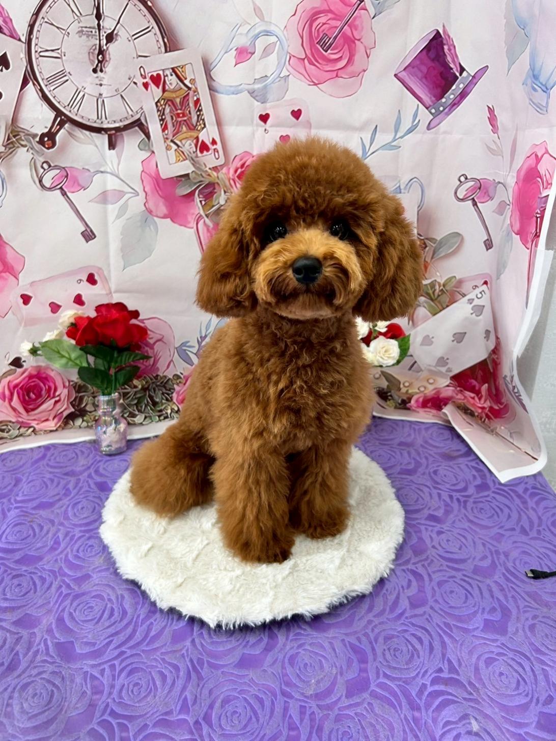千葉県のトイプードル(トイ) (ペピカあびこ店/2025年1月2日生まれ/男の子/レッド)の子犬の1枚目の画像