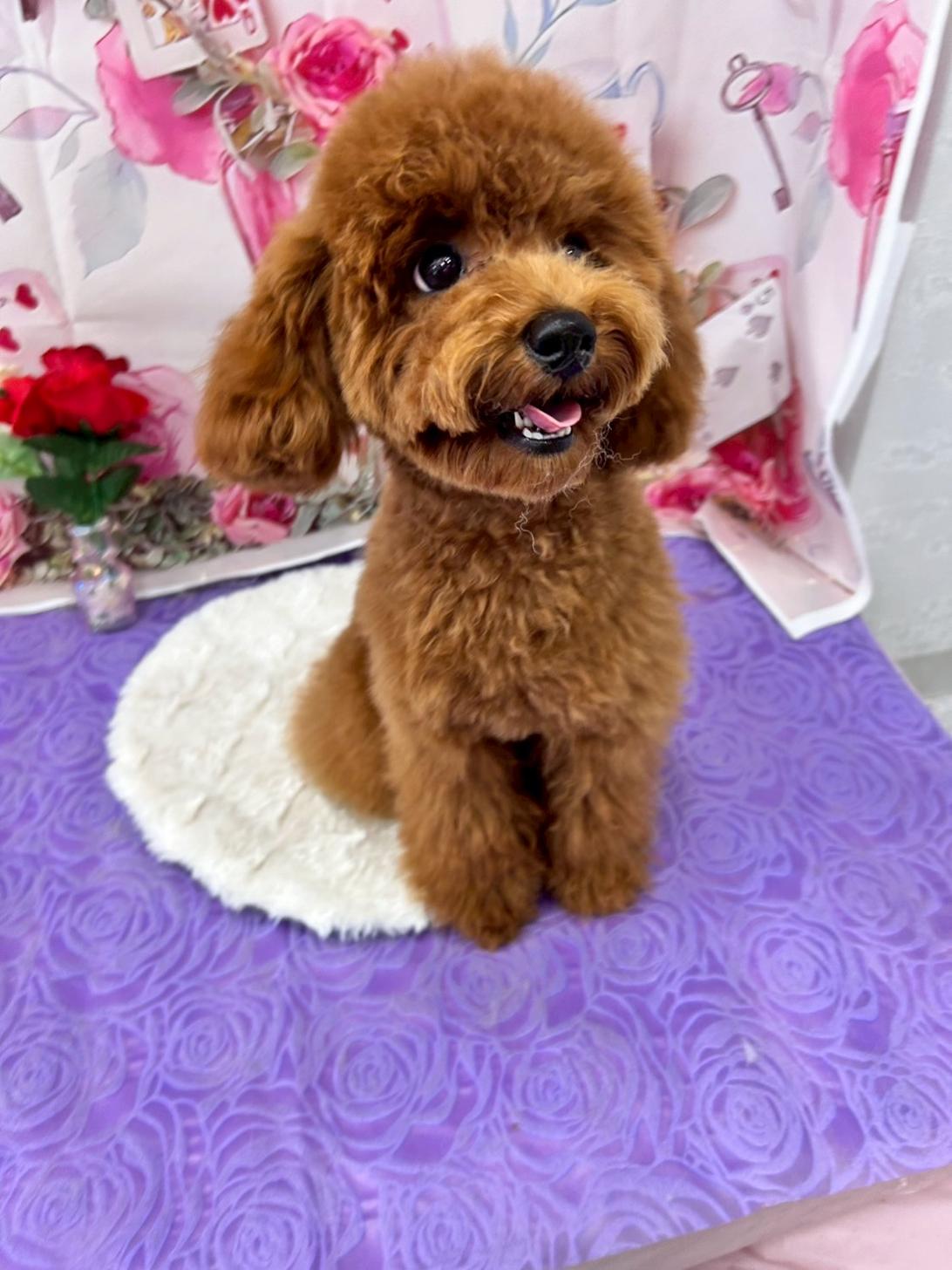 千葉県のトイプードル(トイ) (ペピカあびこ店/2025年1月2日生まれ/男の子/レッド)の子犬の2枚目の画像