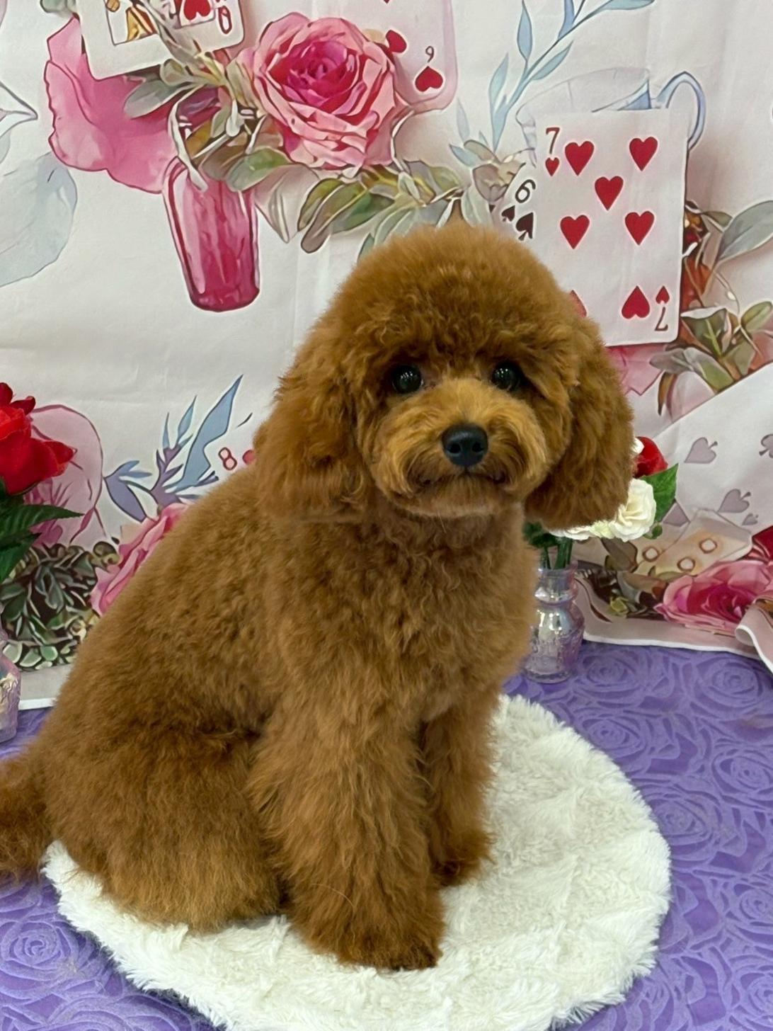千葉県のトイプードル(トイ) (ペピカあびこ店/2025年1月2日生まれ/男の子/レッド)の子犬の3枚目の画像