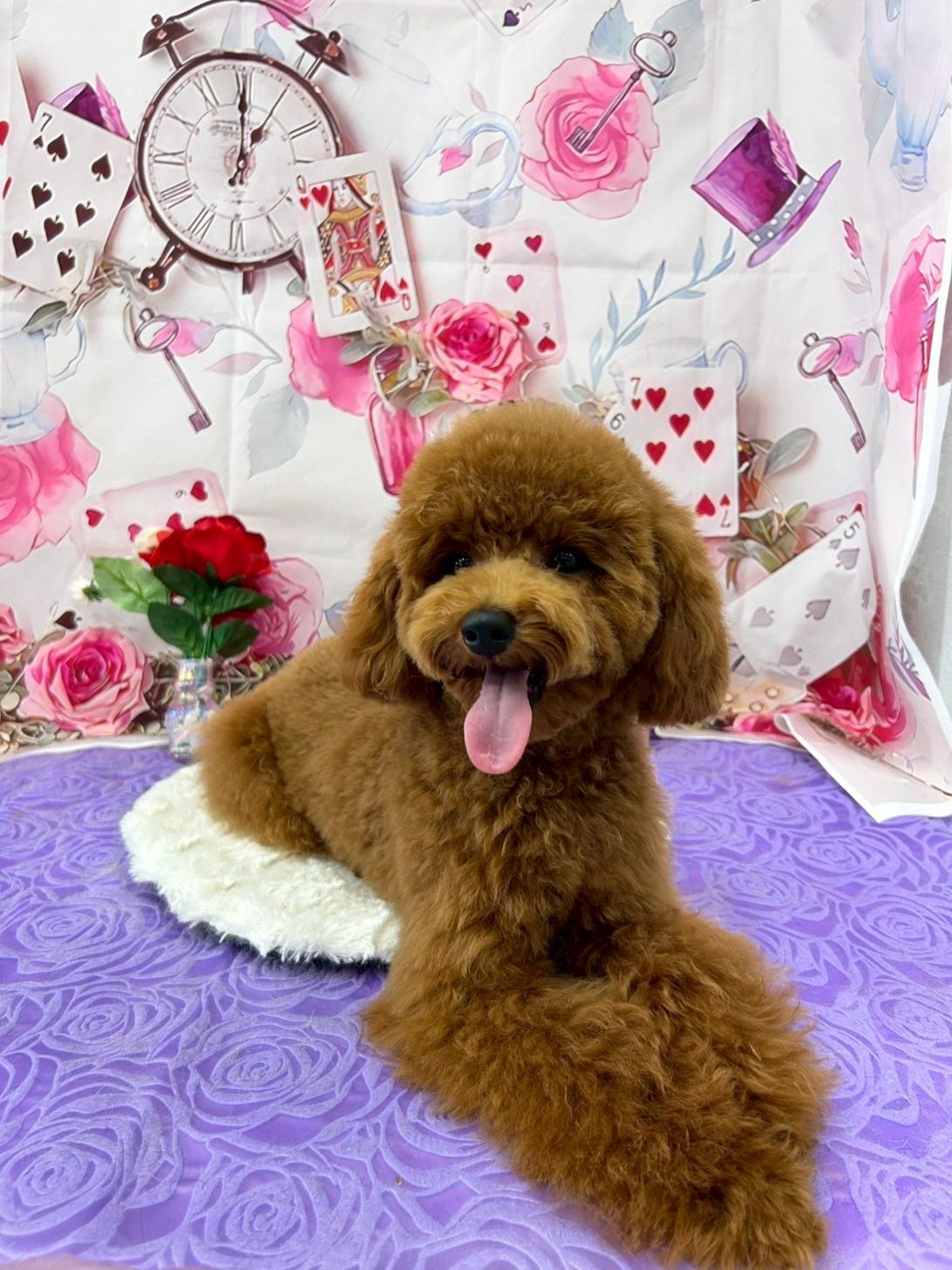 千葉県のトイプードル(トイ) (ペピカあびこ店/2025年1月2日生まれ/男の子/レッド)の子犬の4枚目の画像