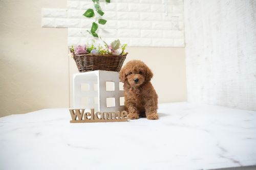 滋賀県のトイプードル(トイ) (いっぷく湖南店/2025年10月10日生まれ/男の子/レッドフォーン)の子犬の1枚目の画像