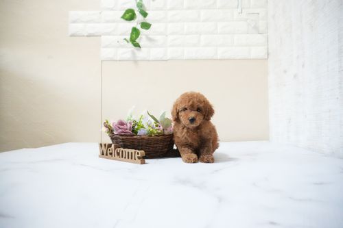 滋賀県のトイプードル(トイ) (いっぷく湖南店/2025年10月10日生まれ/男の子/レッドフォーン)の子犬の2枚目の画像