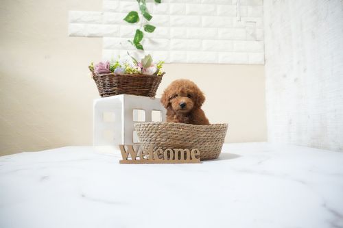 滋賀県のトイプードル(トイ) (いっぷく湖南店/2025年10月10日生まれ/男の子/レッドフォーン)の子犬の3枚目の画像