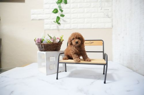 滋賀県のトイプードル(トイ) (いっぷく湖南店/2025年10月10日生まれ/男の子/レッドフォーン)の子犬の4枚目の画像